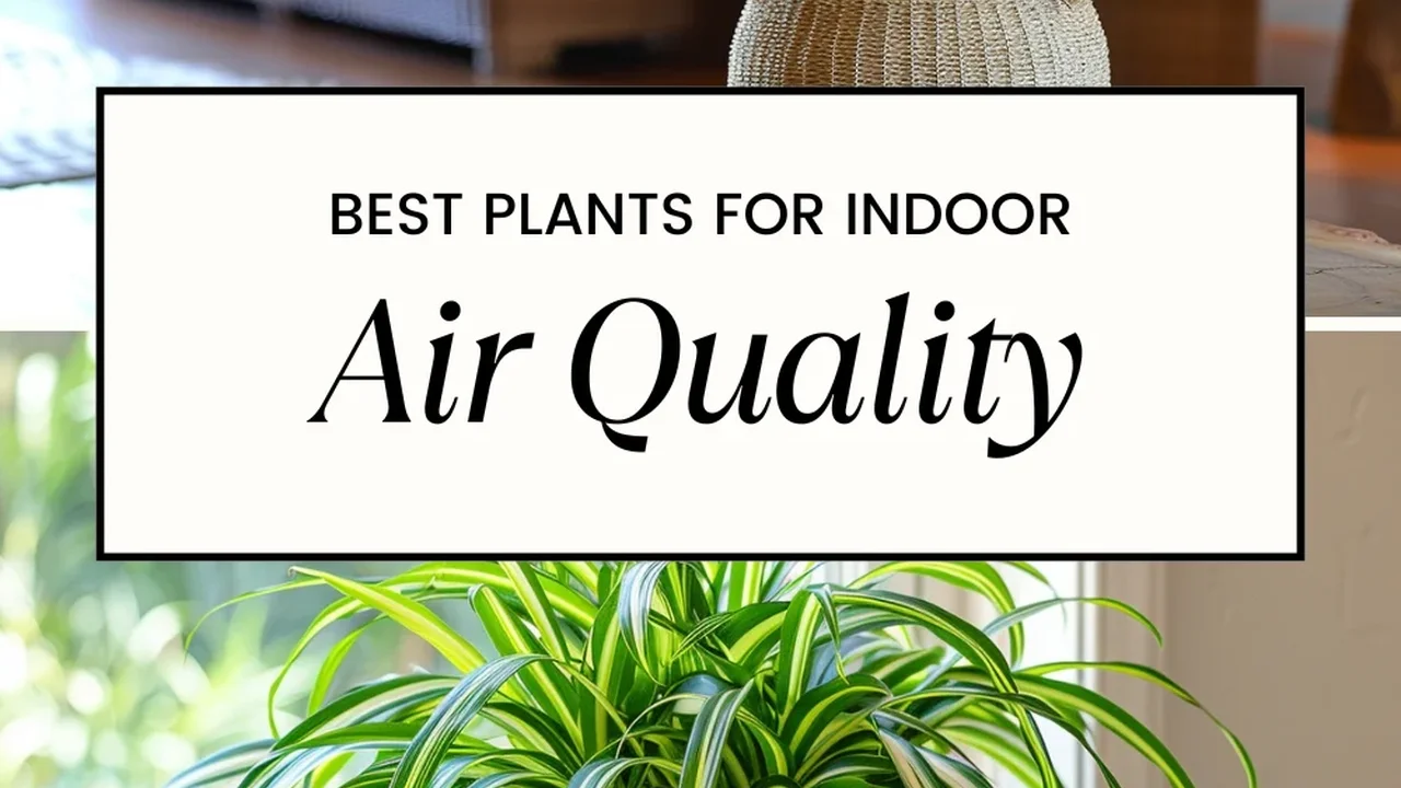 pork chops with cream sauce