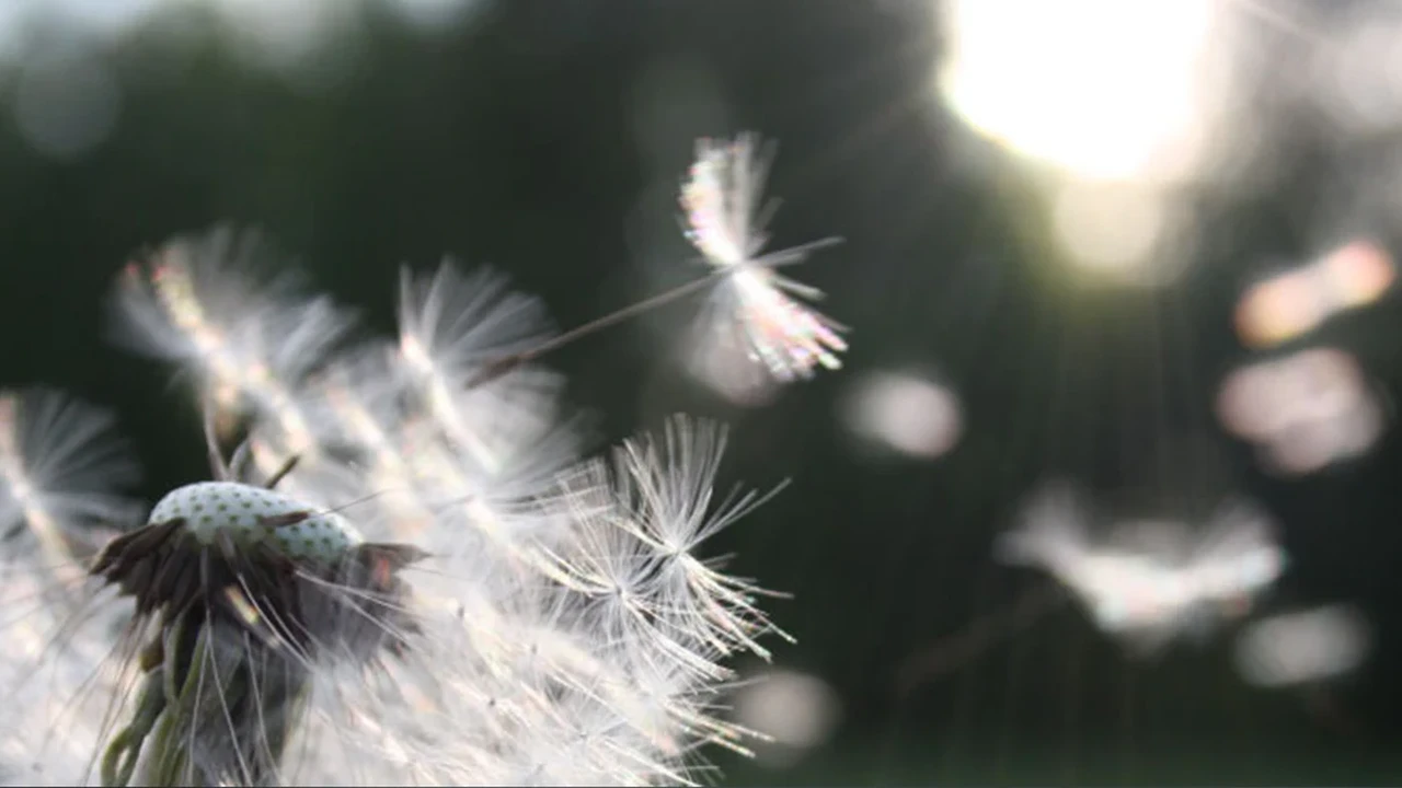 pork chops with cream sauce
